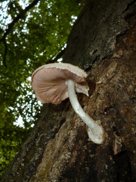 Developed fruit body showing the pinkish gills on beech at Hampstead Heath, UK.